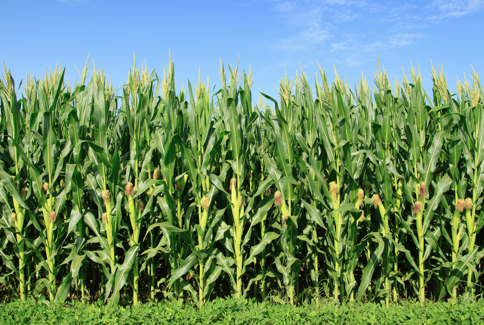 Corn field with maize plants