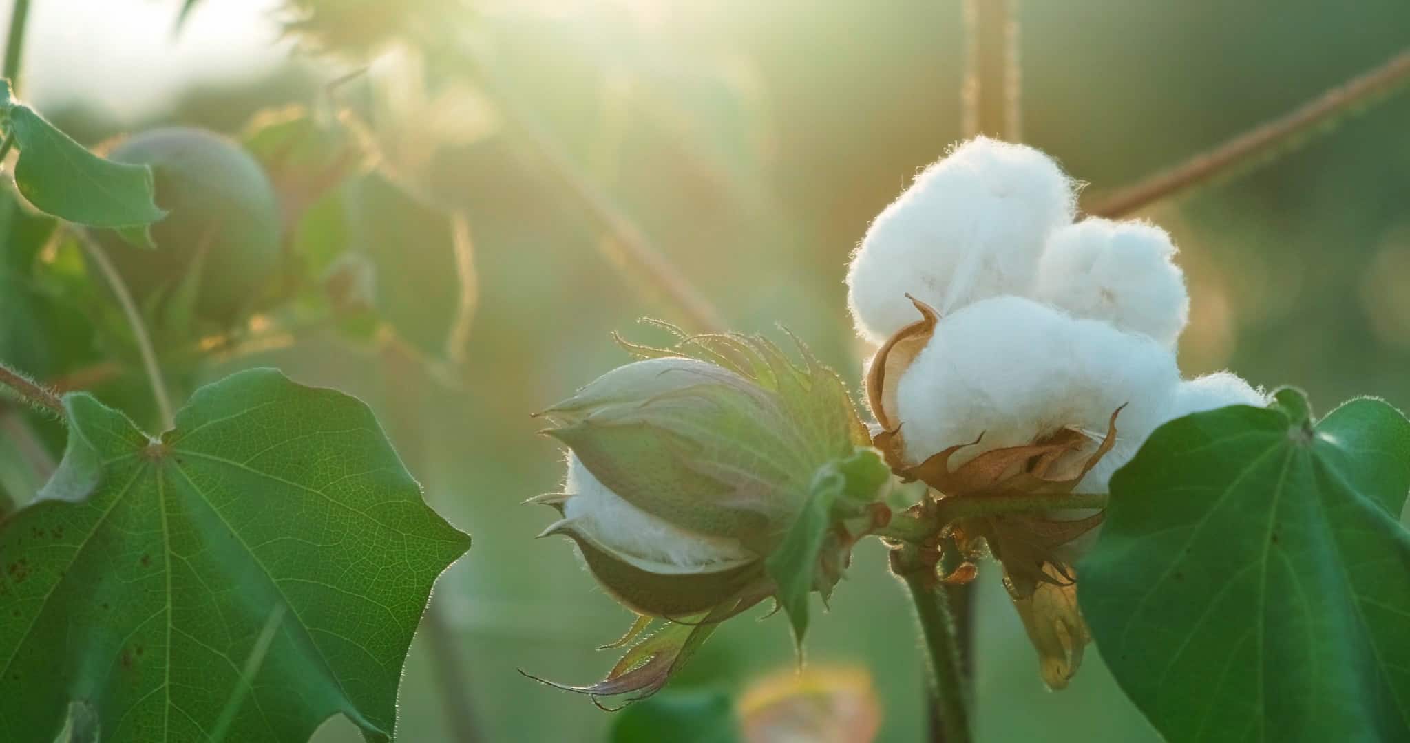 Cotton field with white cotton bolls