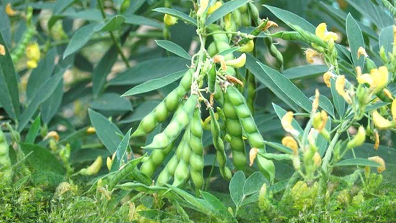 Black gram pulses