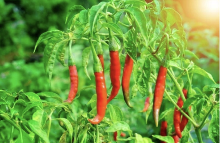 Red and green chilli peppers