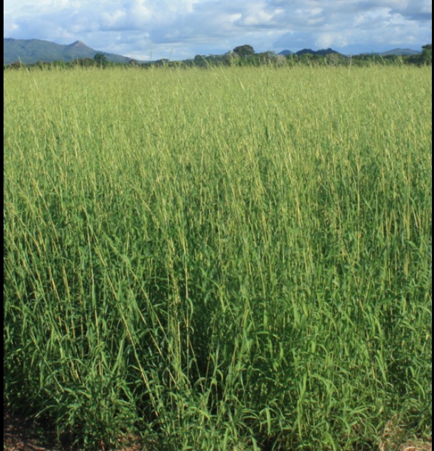Palmarosa aromatic grass field