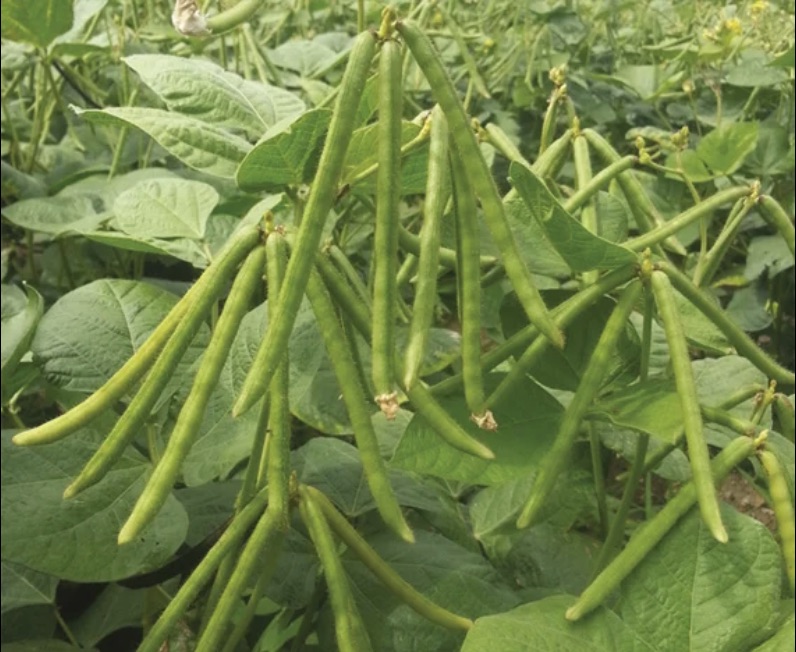 Green gram moong dal