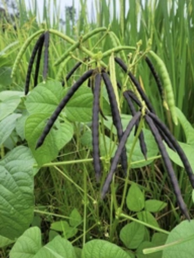 Horse gram legumes