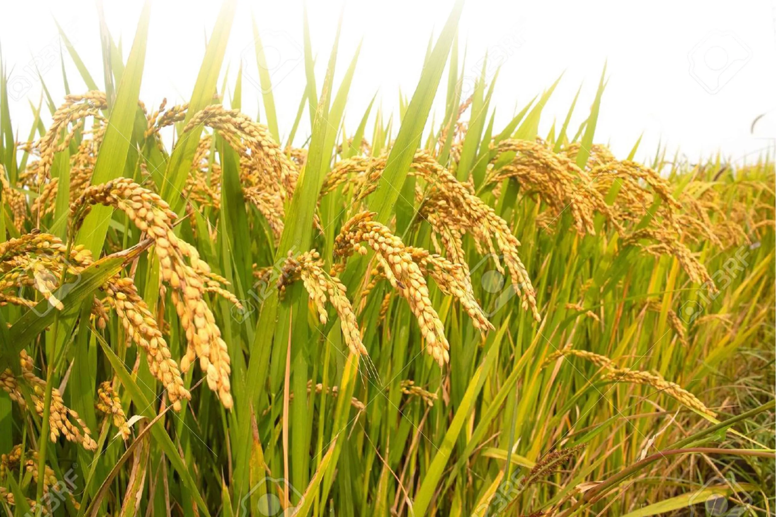 Paddy rice field