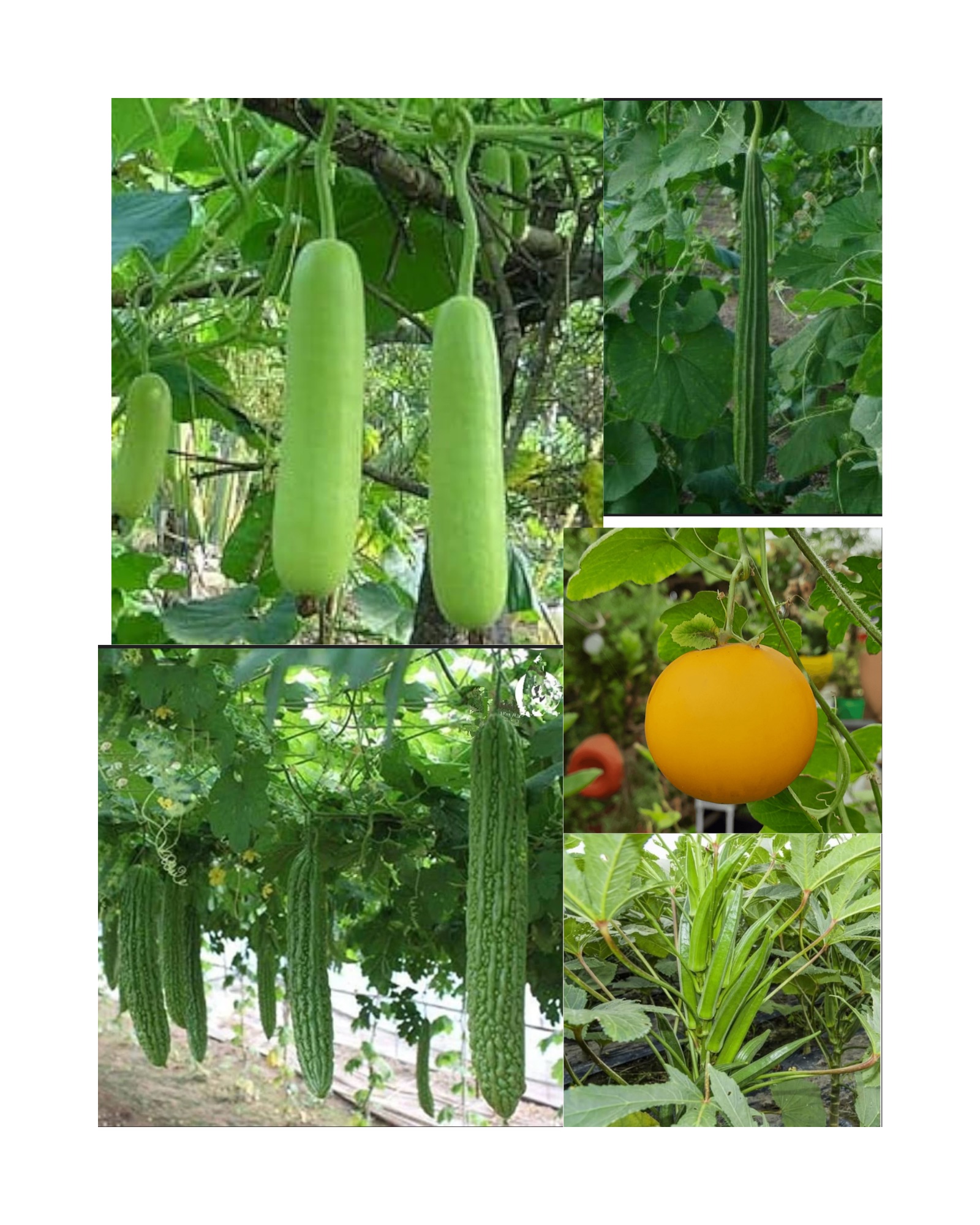 Fresh vegetables from the farm