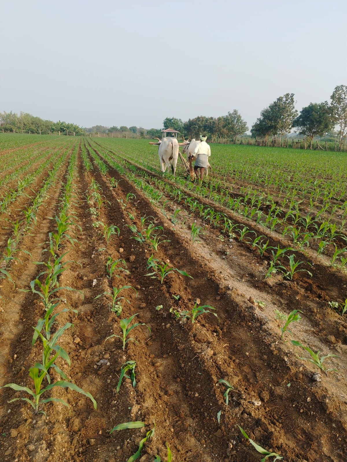 Crop cultivation