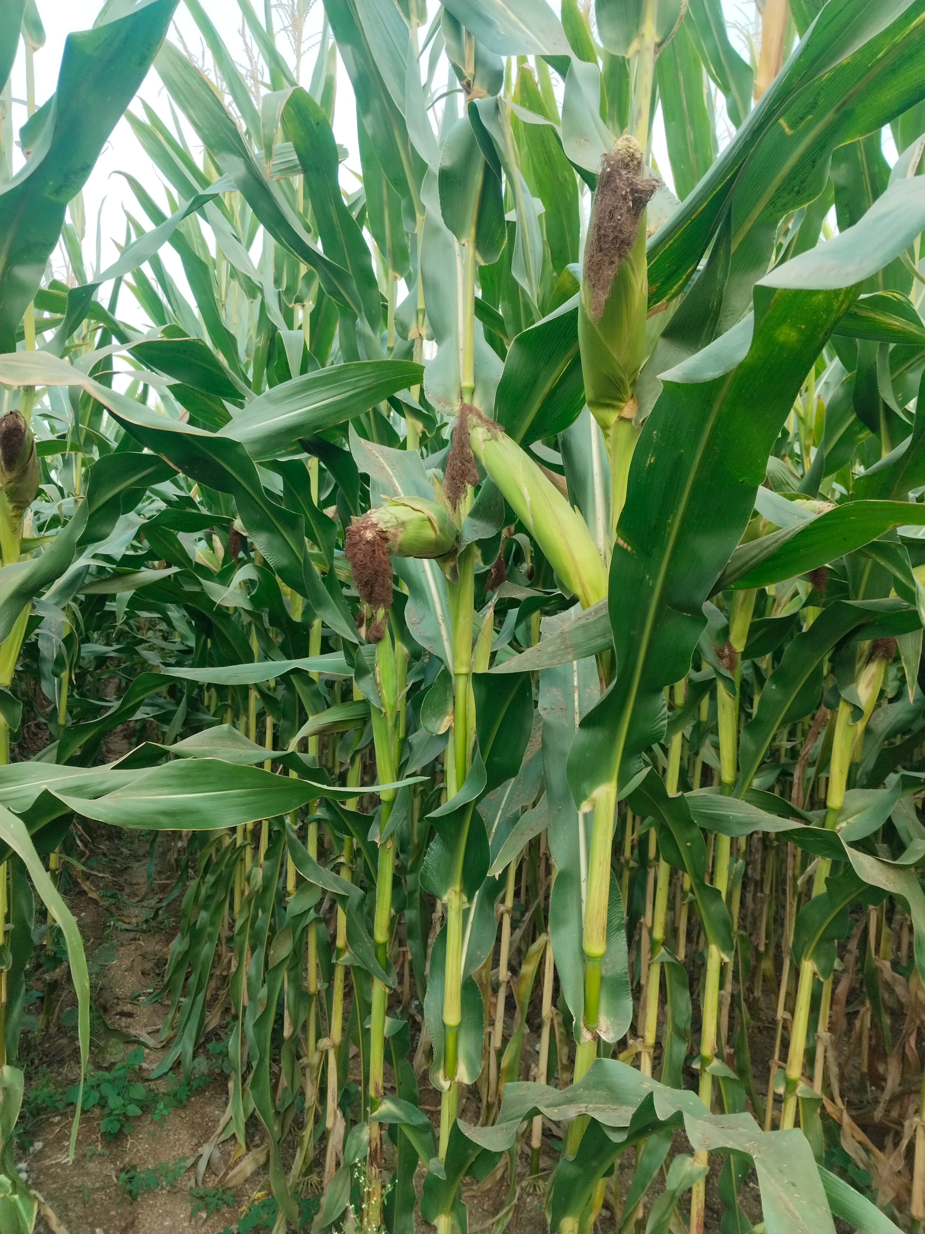 Farm landscape