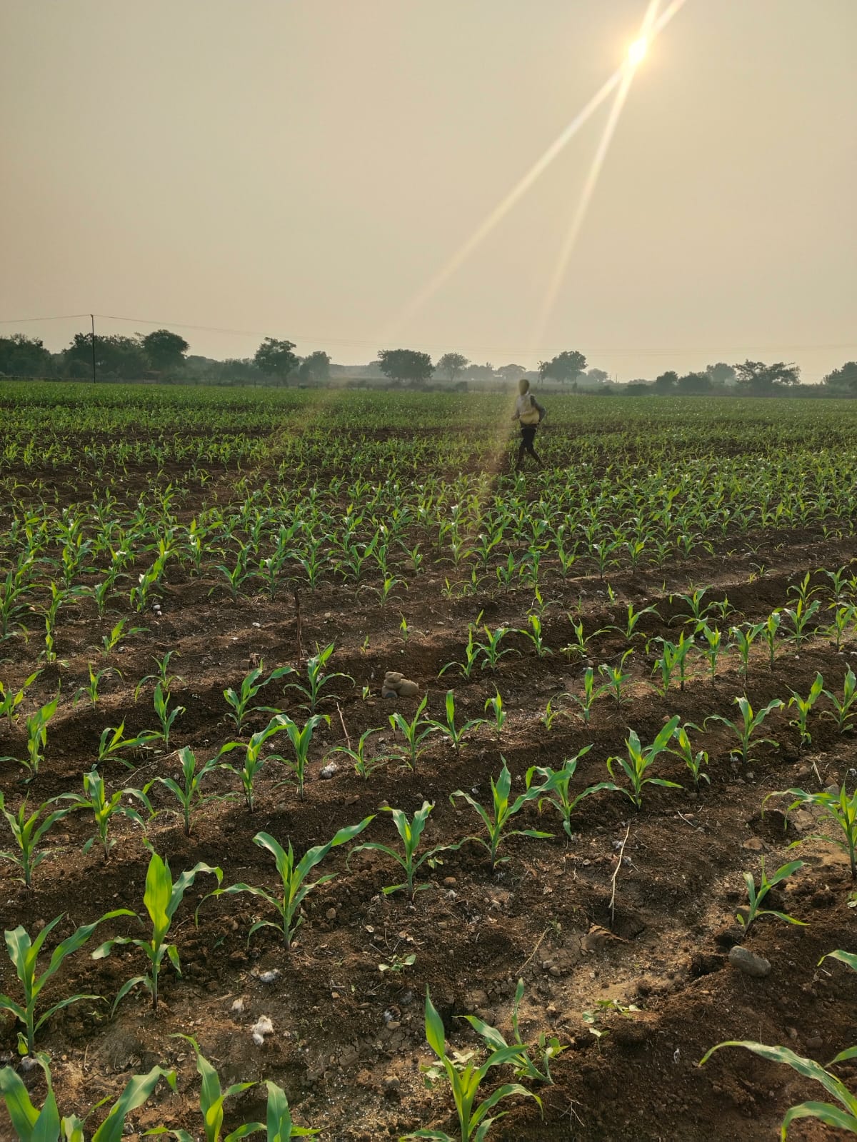 Agricultural view