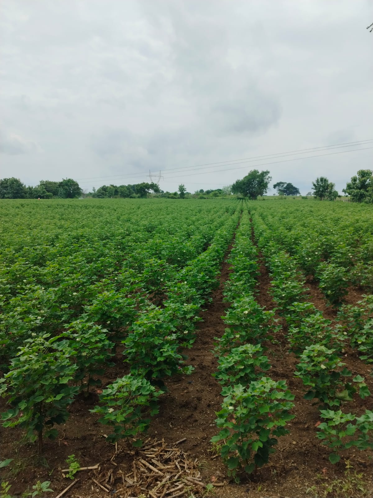 Hanumanth Rao Kukka - Professional Farmer